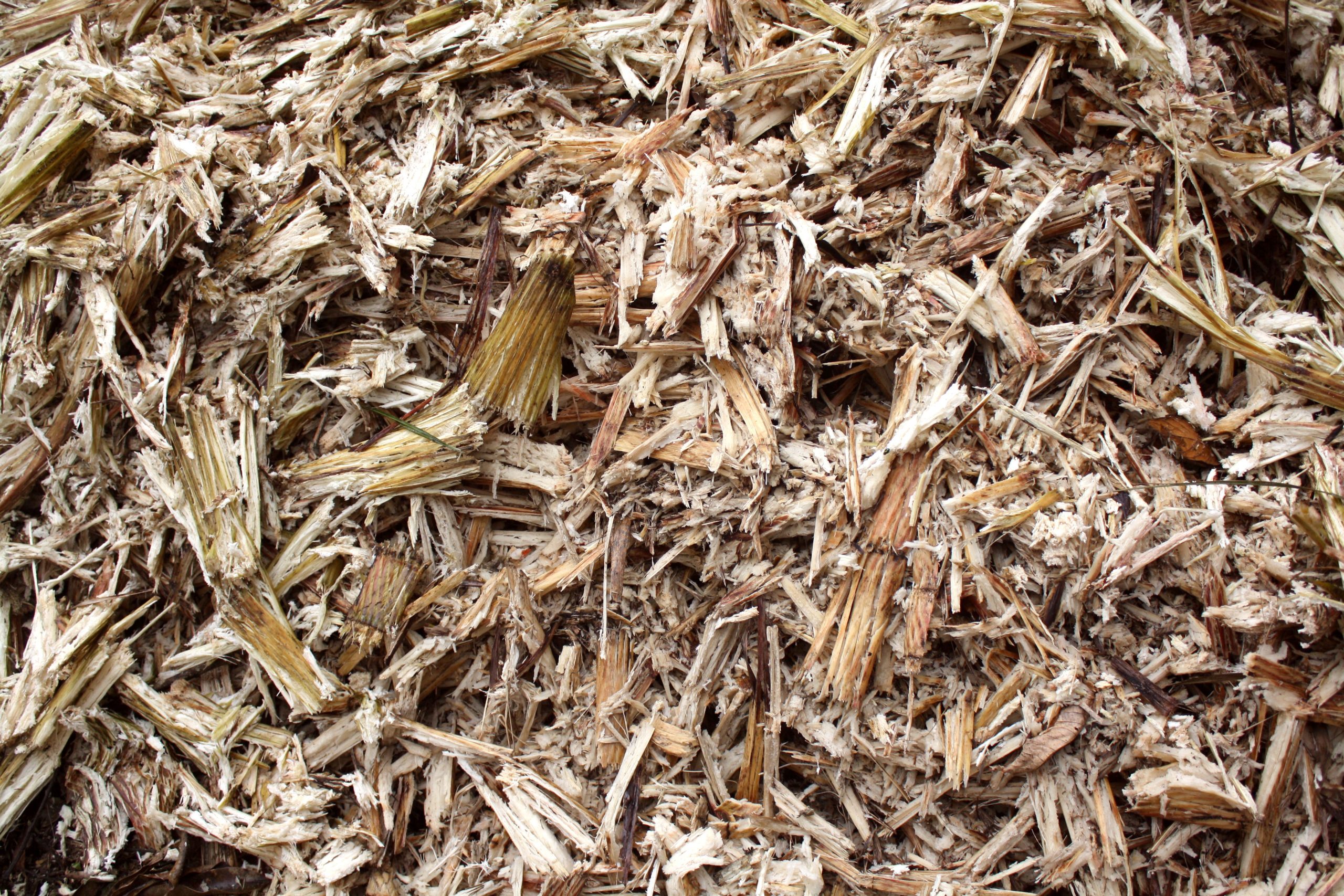Sugar cane waste closeup